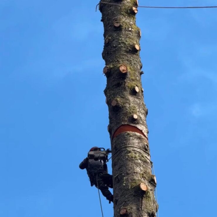 Leckie Tree Services Featured Image